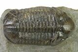 :Large, Very Inflated Struveaspis Trilobite - Jorf, Morocco #323381-2